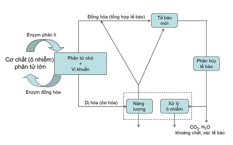 Các enzyme vi sinh vật hoạt động mạnh mẽ